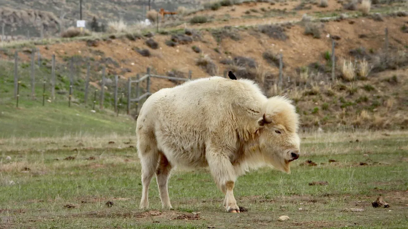 White bison in a field