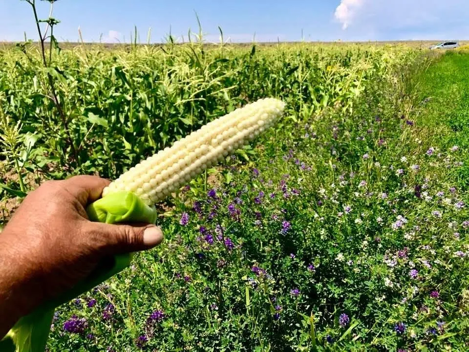 Maiz de concho from The Acequia Institute’s farm, Almunyah de la dos Acequias. Photo Credit: Dr. Devon G. Peña.