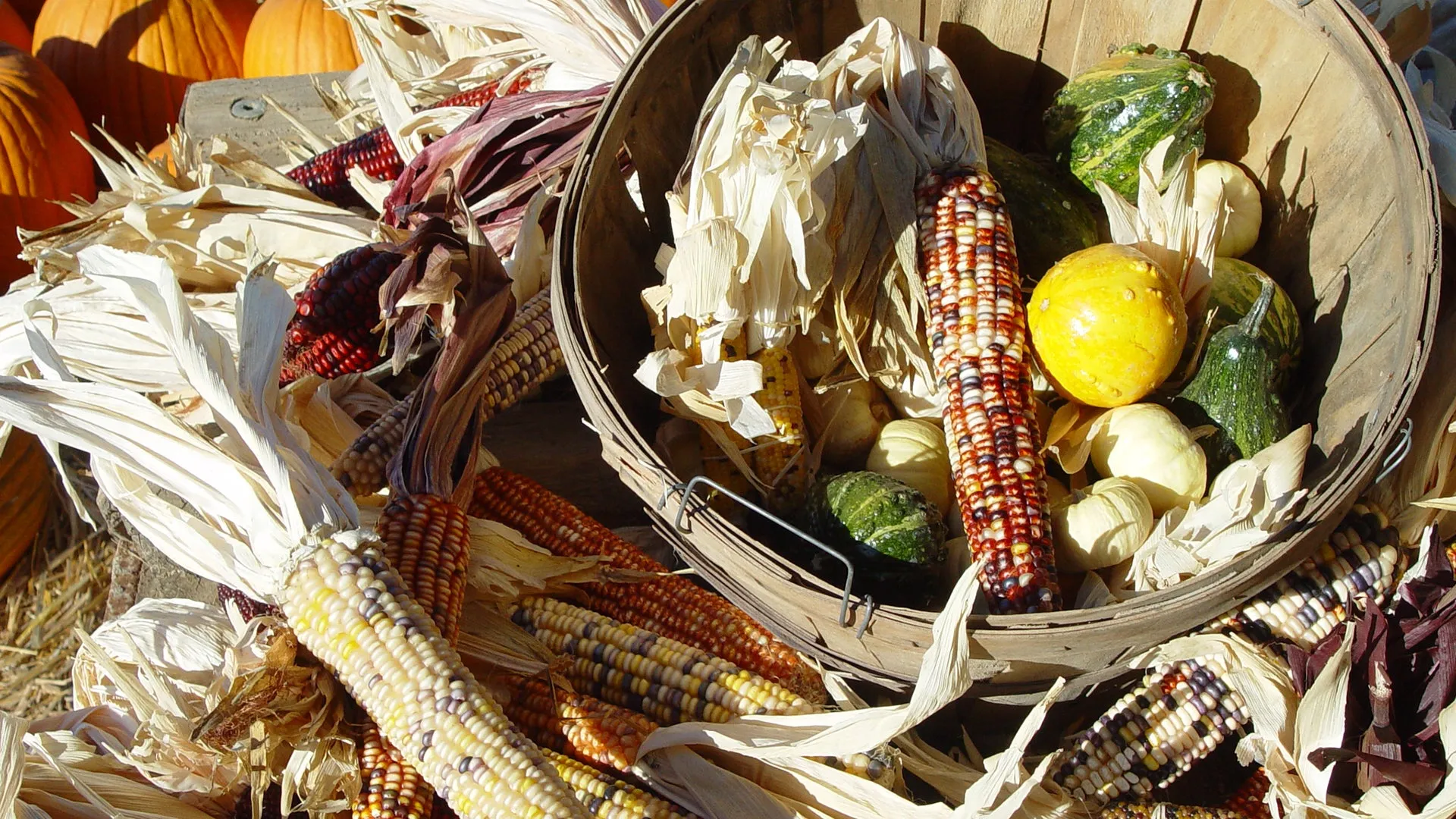 corn and squash